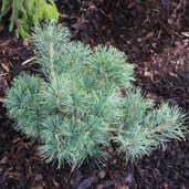 pinus_parviflora_Schoons_Bonsai_2008__1__edit — копия4